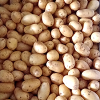 afbeelding van kriel aardappelen